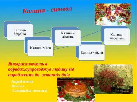 Калина — символ українського народу - презентація з образотворчого мистецтва